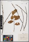 Foto von Salix cinerea L.